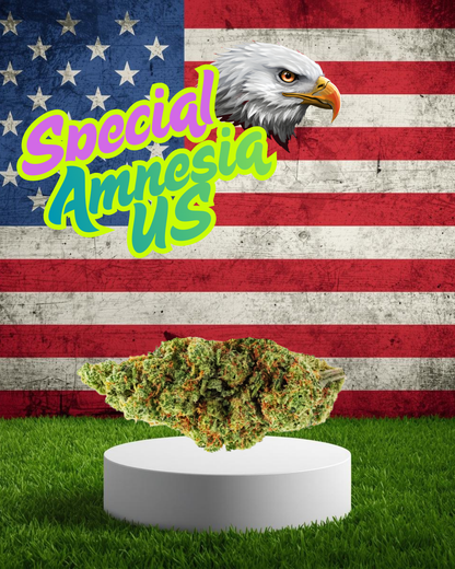 Special Amnesia US